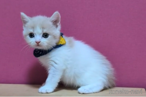 成約済の東京都のブリティッシュショートヘア-105731の5枚目